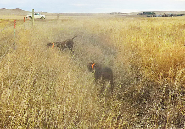 Just like magic, when you find your girls motionless in the North Dakota CRP.  Hemi and Zoey have this game dialed in.  Problem was, the rooster flew straight at my truck.