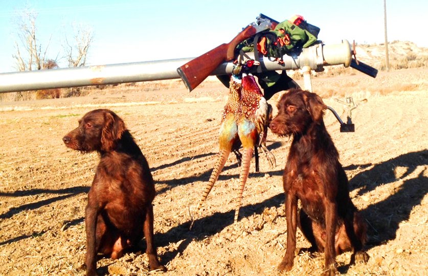 Seven Year old Cedarwoods Daunting Spirit (aka Duffy) on the left and 2 year old Cedarwoods Mtn Huckleberry (aka Huck) on the right following an Oregon pheasant hunt. Two real pros at this game with Duffy paving the way for Huck with his experienced years.