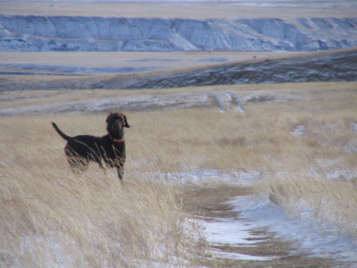 Cedarwood Basic Instint is shown here on a December pheasant hunt in Alberta, Canada. Murphy is out of our import Hery Ze Stazistchych Lesu and here shows the trmendous nick we got from breeding Hery to our Cedarwood females. Snow blown blizzard conditions put extreme demands on a versatile dog and it's a good coat and stamina that offer the rewards shown here.