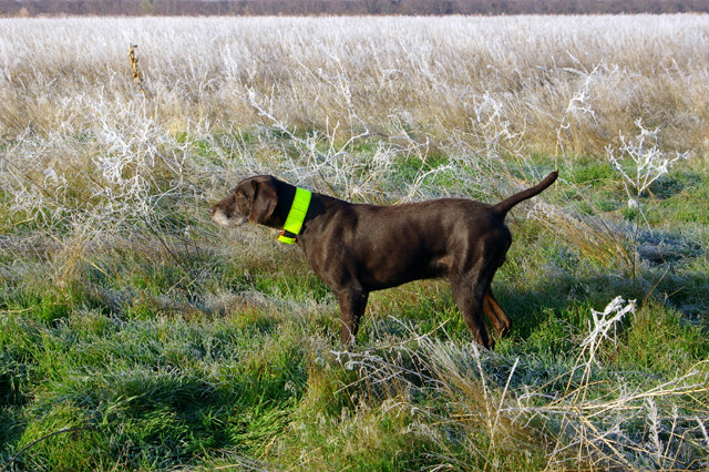 Tukr on a frosty 
North Dakota morning standing birds in the distance.  At six years old, this dog is magical to follow in the field.  Still "cut" like a NFL linebacker, he can go all day long, as his tank is always full.  This is the breeds leading producer of all-time and it shows why in this picture.