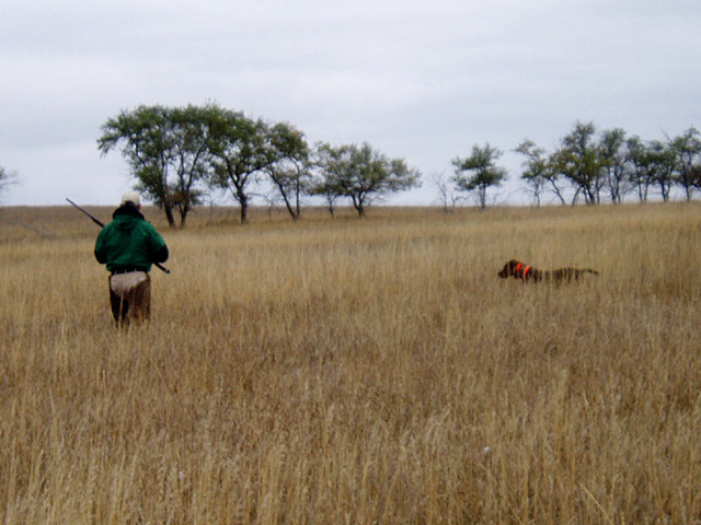 North Dakota has found me hunting pheasant there for the past 7 years.  Here friend Gary Maxwell approaches Cedarwoods Sharp Shooter (aka Dannr) on a cold clear morning.  Three more relocations produced the bird.