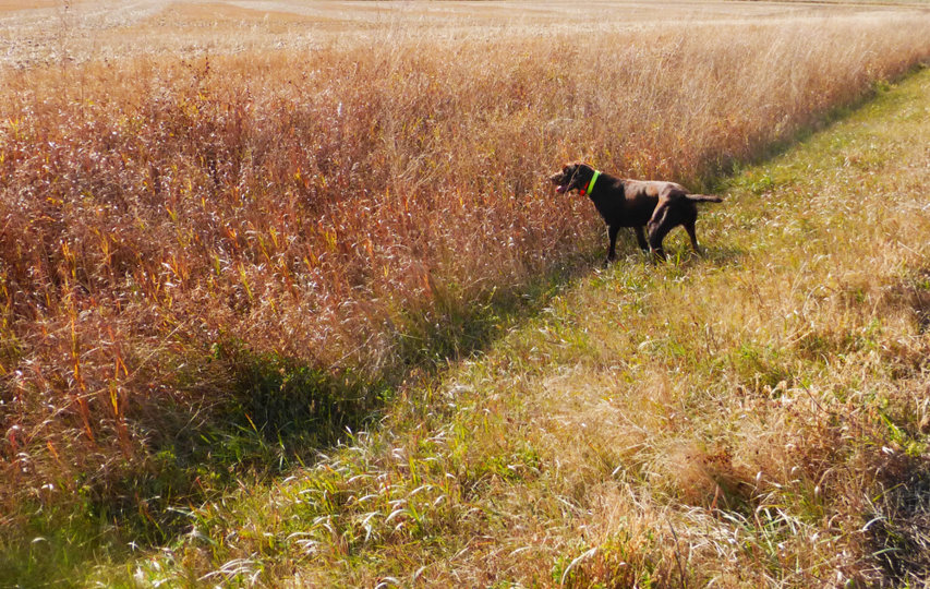 Cedarwoods Pin Up Playmate has become an absolute pro on roosters.  Note how tall the CRP grass was in 2014 as keeping track of one's dog was a continual challenge without electronics.