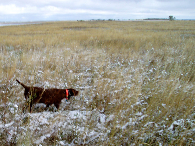 Prairie Trouts Calendar Girl (aka Zoey) on a morning with 3 inches of fresh wet snow.  These birds did not want to fly and it produced the best day of pheasant hunting I've ever seen.