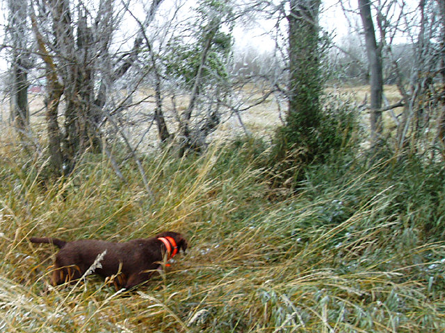 Cedarwoods Wingmaster (aka Dannr) hard on point on birds buried in the tall CRP grass.  This morning followed a night of frozen rain that had the CRP grass bent over at half mast.