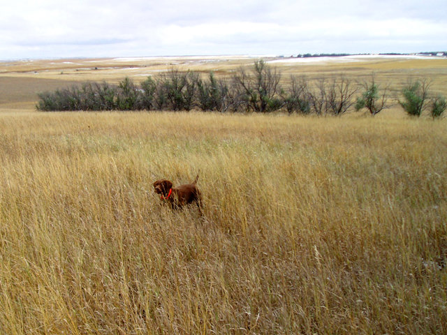 Prairie Trouts Calendar Girl (aka Zoey) on a blue bird afternoon in a CRP field that spans one full square mile.  A magical day as I had over 30 points with the 2 dogs this afternoon.