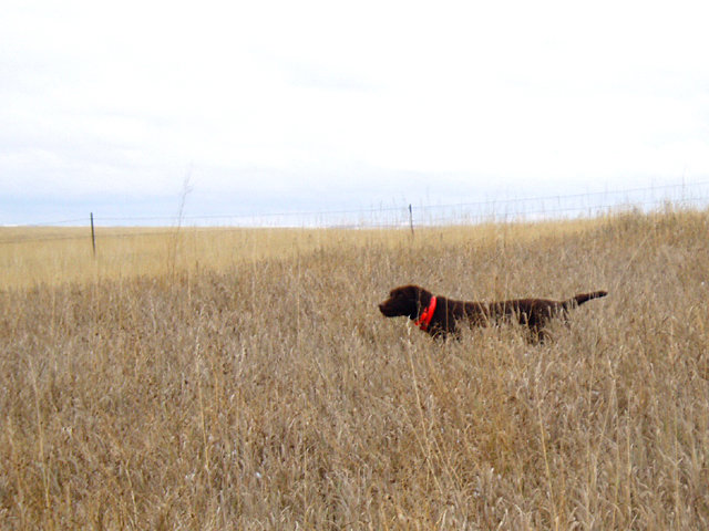 Cedarwoods 
Pin Up Playmate (aka Hemi)in the same field as the previous picture standing well off her bird. Hemi learned fast not to press these birds in the grass fields and they wouldnt run off.
