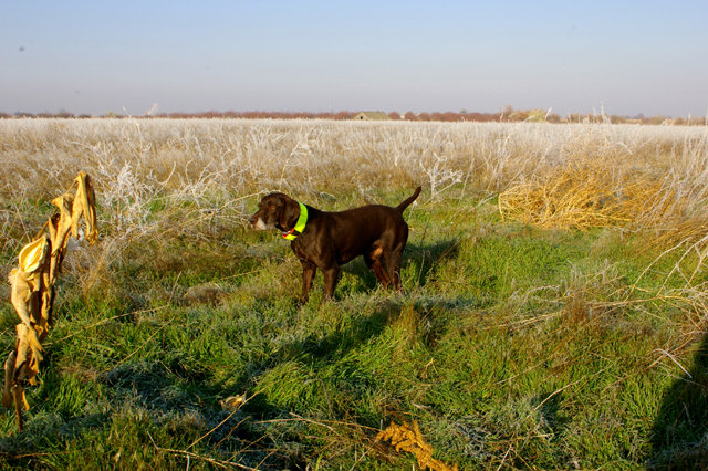 2007 was a special pheasant year for the Dakotas, as thier hatch was the best since 1941.  Cedarwoods First Offense (aka Tukr) and I took advantage of this production as we spent a wonderful week hunting both North and South Dakota daily.  Always North Dakota in the morning and then South Dakota after lunch.