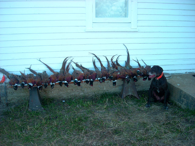 An evening picture with Tukr and our bounty, now lets get to work and take care of these birds so we can enjoy an adult beverage.
