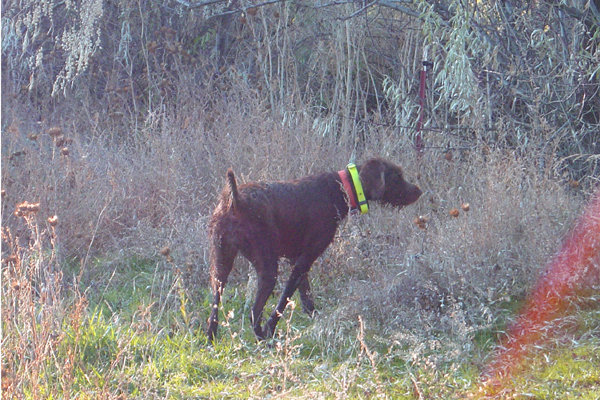 Prairie Trouts Deja Vu (aka Gauge) is one of the most intense and accomplished gun dogs an avid wing shooter would want to walk behind.    She hunts 3 to 4 times a week in Idaho and Oregon for waterfowl, pheasants, chukar and quail.    Guage has produced more birds in her first 2 years of hunting, than most gundogs do in a lifetime.    A NAVHDA Prize I NA performer with a perfect 112 score and also Utility Prize I earning 201 points has her as one of our leading breeding females.
