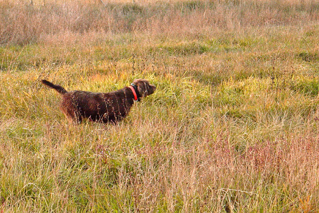 Prairie Trouts Deja Vu (aka Gauge) has a rooster located on a December Oregon pheasant hunt.