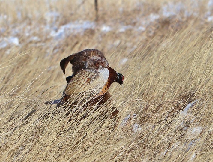 Alex Thompson's Hazl making a retrieve on a beautiful mature rooster.