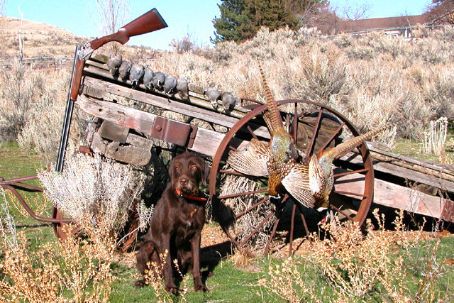 Don Devine joined me from New Jersey for a few days of hunting this fall.    He brought Cedarwoods Koko Kohi along for the trip.    This is the best trained gundog I've seen in years and a bird finding machine.    New Jersey; dont figure !!!