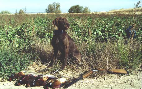 This is Pine Ridge Rudy,  on a break during an Idaho pheasant hunt in a sugar beet field. 
Rudy has earned both a NAVHDA NA Prize I and a UT Prize I.  Rudy was the first outbreeding for our kennel and the results are still being rewarded today.