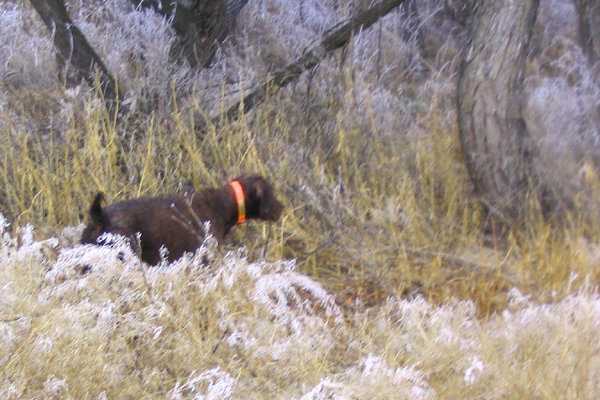 Hery standing a pheasant on an island of the Snake River that divides Idaho and Oregon.  Access is only by boat and the rooster shooting quite difficult as most retrieves are over water and at the downstream end of the island.  Hery is the "master" of pheasant hunts, regardless of the difficulty.