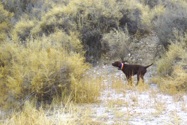 Prairie Trouts Calendar Girl (aka Zoey) pointing a pheasant on a December hunt off the Snake River near Grandview, Idaho.  These riverband hunts have sagebrush that is higher than a wingshooters eyesight, making for some interesting shots, and the question is always whether it is a pheasant or a covey of quail.