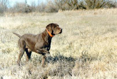 Cedarwoods Amadeus was a product from our first litter of pudelpointers.  He earned both a NA & UT Prize I in NAVHDA testing.  He also produced Cedarwoods First Offense (aka Tukr) who has become the breeds top producing pudelpointer of all time.  Here Amadeus shows the style that made him such a valued part of the formula our kennelhas experienced over the past 3 generations of breeding pudelpointers.