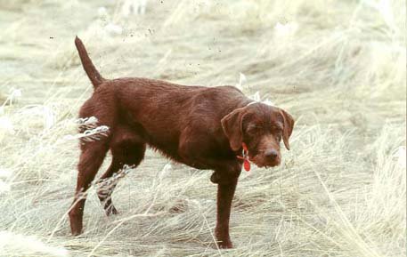 I've been hunting behind bird dogs for nearly 50 years and seen so many I cannot remember half of them.  I've owned 3 that were beyond the bar of excellance and this dog Cedarwoods Dusty Rose is one of those 3.  Until Tukr & Zoey came along, I didnt think I'd ever experience a match to this dog, and in many ways no dog has matched some of the accomplishments Dusty gave me.  She was a NAVHDA Utility Prize I performer before her first birthday and did things I've seen no other dog do in the f