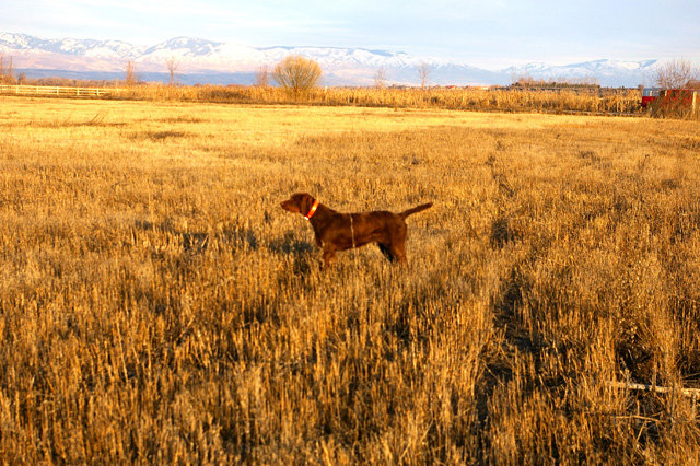 Cedarwoods Versatile Playgirl (aka KD) on a pheasant hunt in an Idaho harvested grain field.  Her the question is whether it is a pheasant or a covey of huns.