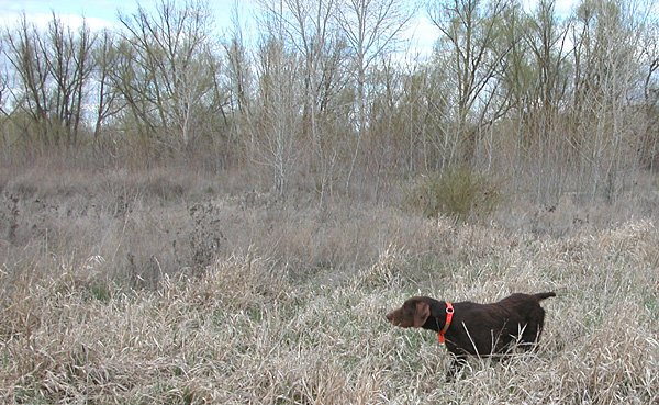 Cedarwoods Quincy Dan (aka Dexter) on a November pheasant hunt in Eastern Oregon.    Dexter has earned 2 first placements and a third in NSTRA field trials and is well on his way to becoming a NSTRA Champion.  Dextr is from our line breeding program out of the Cedarwood Calendar Girl lineage, the only son of Cally that we used in our breeding probram.