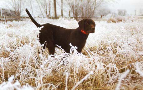 Cedarwoods Neon Playgirl (Tatr) on a pheasant hunt on a November morning  covered with whores frost.
Tatr earned a NAVHDA NA Prize I and a UT Prize I. She also, is one of our kennel's top producers.    She was just 6 months old in this picture.
