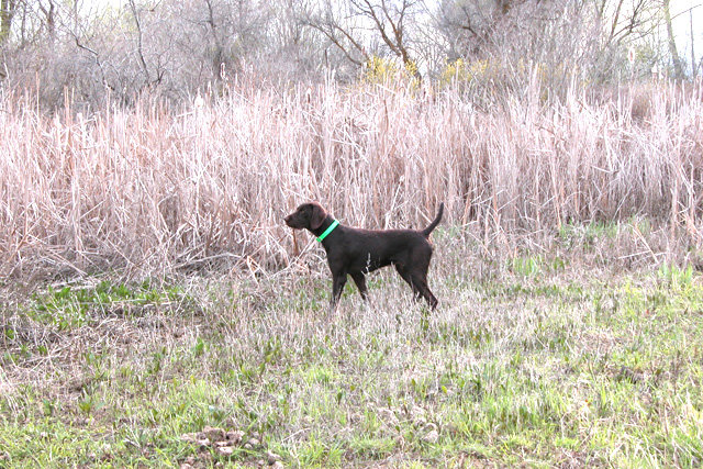 Cedarwoods Storm Trooper (aka Jasper) on a rooster hunt on one of the islands of the Snake River which divides Idaho and Oregon.  These islands are extremely densely covered and offer some excellent wingshooting on late season pheasants.
