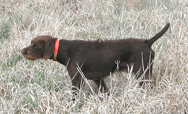 Cedarwoods Man O War (aka Boca) has earned his NAVHDA NA & UT titles on the same weekend, both before his 2nd birthday and both NA & UT titles were Prize I's.    He also is a NAVHDA Versatile Champion, NSTRA Champion and Hunting Retriever Champion. He is shown here on an intense pheasant point in November of 03 during an Idaho hunt.
