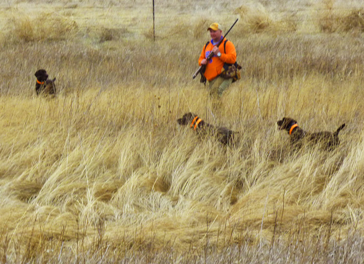 Bryce and Romo with 2 other pudelpointers nailing down a North Dakota rooster.