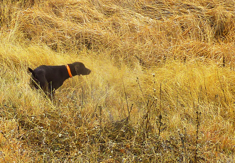 Nothing but style and intensity as Romo shows off his goods.  Only North Dakota roosters can put this all in perspective for a youngster in just one day of hunting.