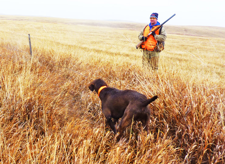 Romo now looking like a seasoned hunting dog on the second day of his hunt.