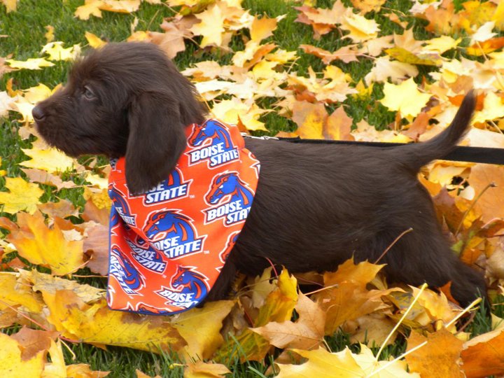 Here's the next generation pudelpointer that may represent Boise State as a kicking T retriever.