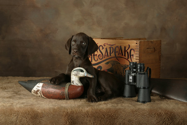 Brian Okeefe's Cedarwood puppy at 8 weeks of age.    Brian is a professional photographer in Oregon that has the most spectacular collection of flyfishing photographs taken from Alaska to the Florida Keys.    Check his work out at: www.brianokeefephotos.com.    It's worth the visit. There are adult pictures of Coopr on the companion page of our site.