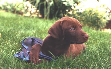 Ron Howell's 7 week old Cedarwoods Bosco (Mike) protecting his newly claimed size 10 sandel.
Mike can be seen on our "Upcoming Litters" page as an adult dog at a NSTRA trial being ran/handled by Bob Farris.    Notice how the facial furnishing came in as an adult dog compared to his puppy picture.   Ron Howell is a flyfishing guide in McCall, Idaho. A pudelpointer and flyrod will always be a large part of Ron's life.