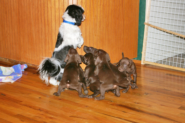 Always having a Shitzu in the family means an onboard trainer for our puppies.  Paytn takes this job very seriously.  That fluffy tail is a moving toy for all our litters.