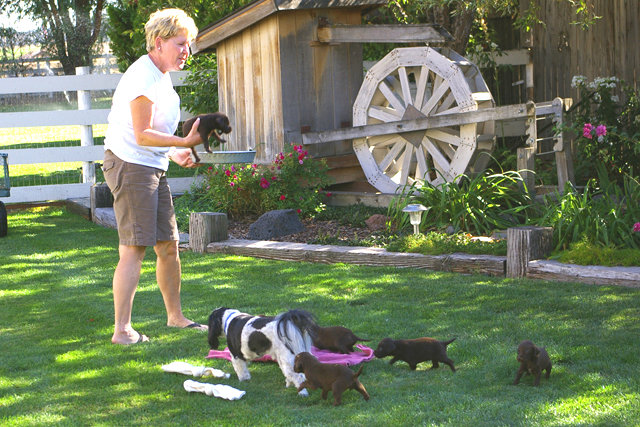 LaFaye & Paytn showing this 4 wk old litter "the ropes" in the backyard.