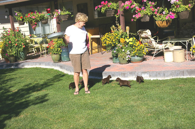 LaFaye gives strict orders to every litter to stay away from her precious flowers.  Of course they totally ignore her once her back is turned.