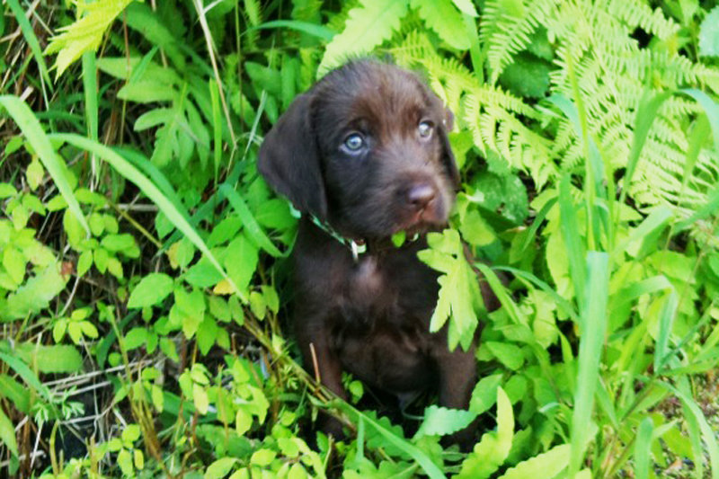 This little girl out of Lord Ze Strazistskych Lesu and is about as cute as they come.  A wonderful world awaits little Jenna and all her curiosities.