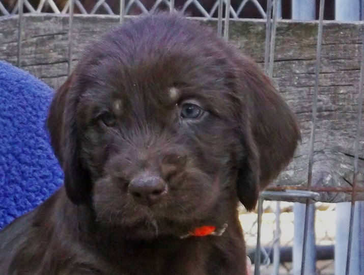 Della is from a very special litter of pups and at a very young age showed all the promise we dream of in our hunting companion puppies.