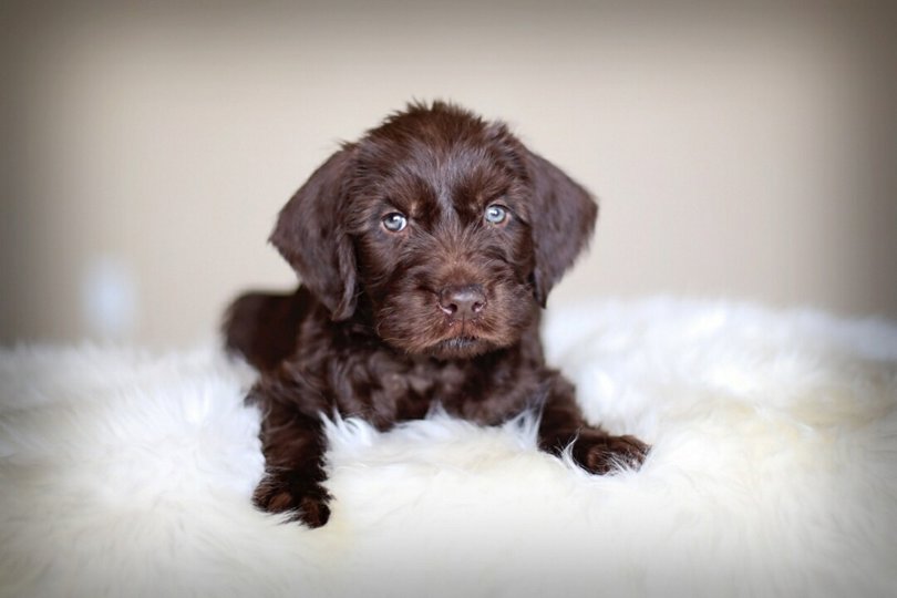 Worthy of a professional pose, this little rascal looks every bit as good as if Marilyn were laying there ????