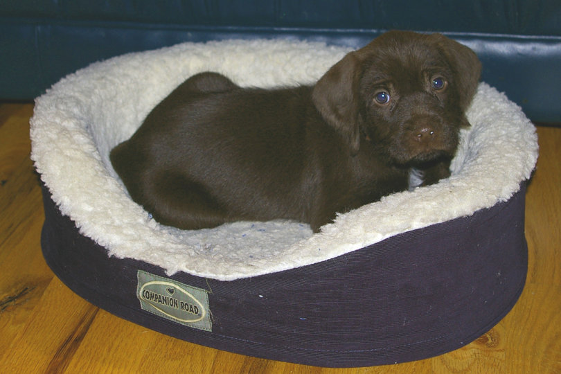 That's Paytn's bed junior.  Enjoy now as you'll outgrow it in no time at all.