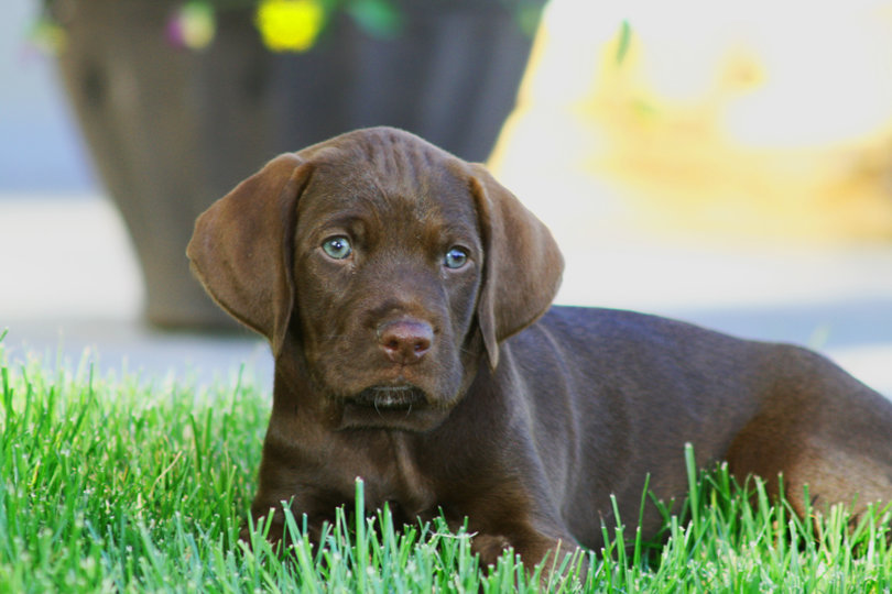 Such a serious stare for such a young dog.   LaFaye selected Rangr as she was convinced this youngster had special attributes.  I'm sure Mother Nature will give her "the goods" to fullfill your dreams.
