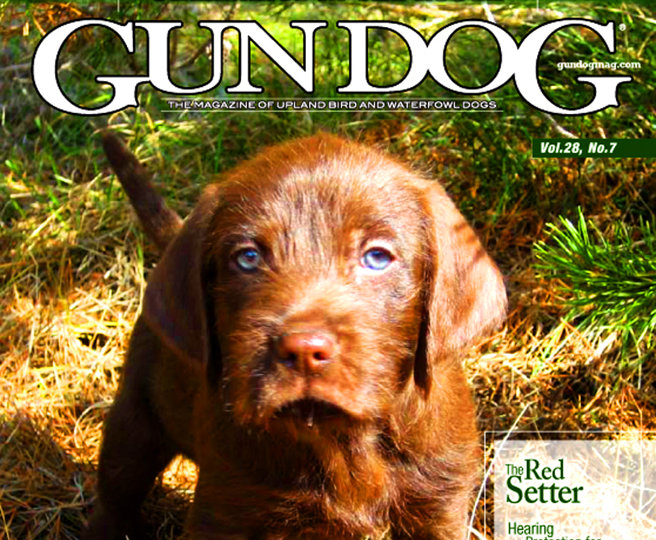 The cover of Gun Dog Magazine.  It doesnt get any better than this !!!!