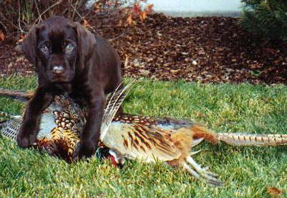 7 week old Cedarwoods Indecent Playmate (Hazl) with her first of many to come pheasant finds (this one just happened to be a skin from last season).  Hazl is one of the solidest gun dogs from our kennel on wild birds.