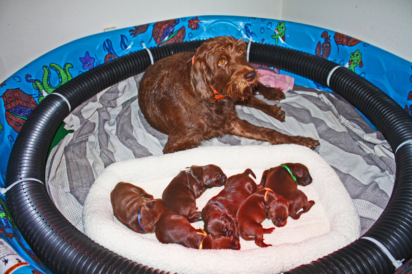 Here's a litter of pups with Mom about a week old.  We raise our litters in kid's plastic swimming pools with an attached inside pig-rail for added safety.
