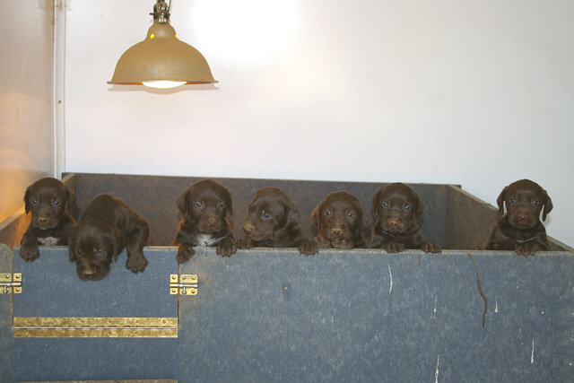 Here's the lineup ready to bust out.  May as well open the door for them as once that little rascal finds his way over the top he will be showing the rest of his gang the way to exploration.