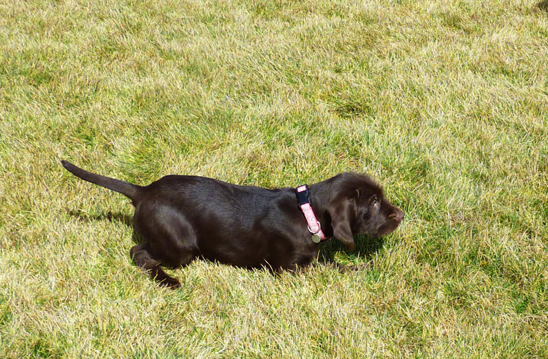 Cedarwoods Mustang Salli (aka Beket) showing off the pointing intensity she brought to our breeding program.