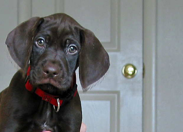 Here's a closeup facial picture of Cedarwoods Pin Up Playmate.  Notice the fringe hair developing on the outside edge of her ears.  She will grow up to have a smooth coat with light facial furnishings.