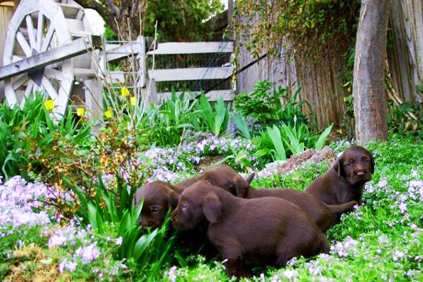 A litter of pups 6 wks old by Cedarwoodfs Daunting Spirit (aka Duffy) exploring LaFaye's flower garden.  LaFaye must not be at home or they wouldnt be displaying this bravery in the garden of evil.