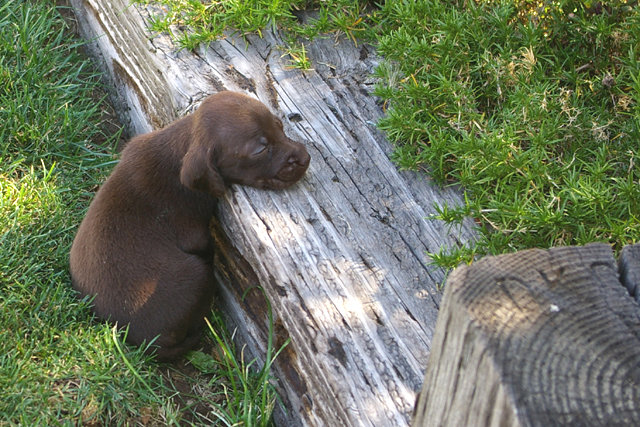 At 5 weeks old napping needs done at the very instant ones eyes get droopy.  Not always found in a comfortable position, but always unconcious to the world around them until the nap has ended.