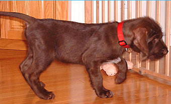 Sterling White of Nova Scotia's Cedarwood pudelpointer "Augie" at 8 weeks old.  Augie is out of Cedarwoods First Offense and Cedarwoods Hot Playmate.  His littermate, Coopr on this page, shows how different the coats can be from one pup to another in a litter from a wirehaired breed.