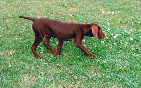 Cedarwoods Image of Jake (Jessie) showing her pointing intensisty during a sight point at 10 weeks old.
Jessie can be seen as an adult in the "Breeding Stock" page and throughout our photo gallery.  She grew up to earn both Prize I's in NA & UT run in the 2002 NAVHDA Invitational.